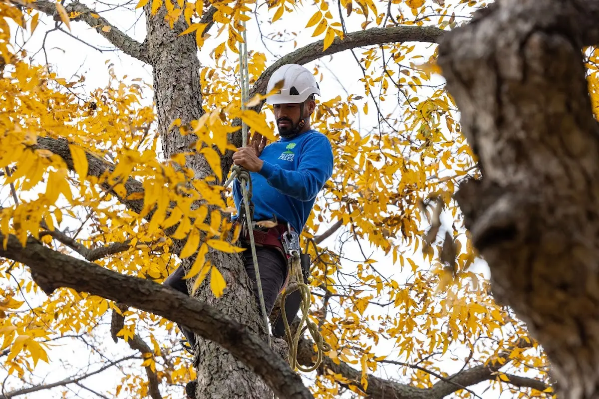 Skilled Tree Transplanting crew working in Lowell